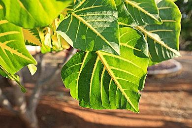 《Apex英雄》发布12赛季“蔑视”战斗通行证预告片