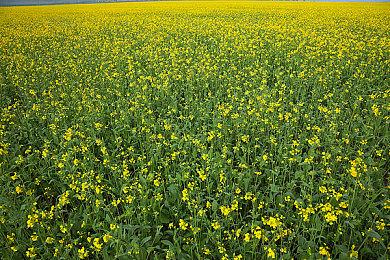 《GTA6》17岁黑客拒不认罪 被关在青少年拘留中心